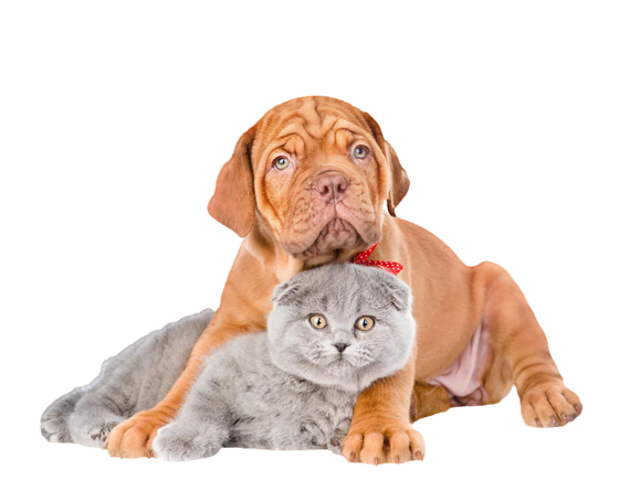 cat_dog_img.png