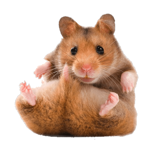 hamster