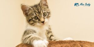 Mèo có khoảng thời gian lão hóa khác người, do đó chúng ta thường nhầm lẫn trong việc tính tuổi mèo