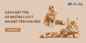 Đặt tên cho mèo và những lưu ý khi đặt tên