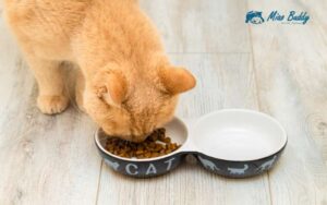 Cách làm hạt cho mèo