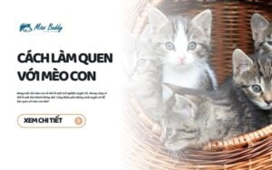 Cách làm quen với mèo con