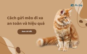 Hướng dẫn chi tiết cách gửi mèo đi xa an toàn và hiệu quả