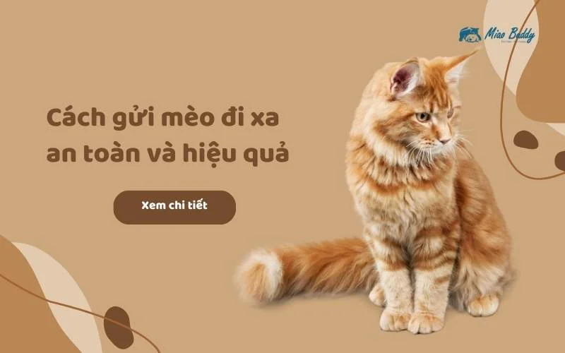 Hướng dẫn chi tiết cách gửi mèo đi xa an toàn và hiệu quả